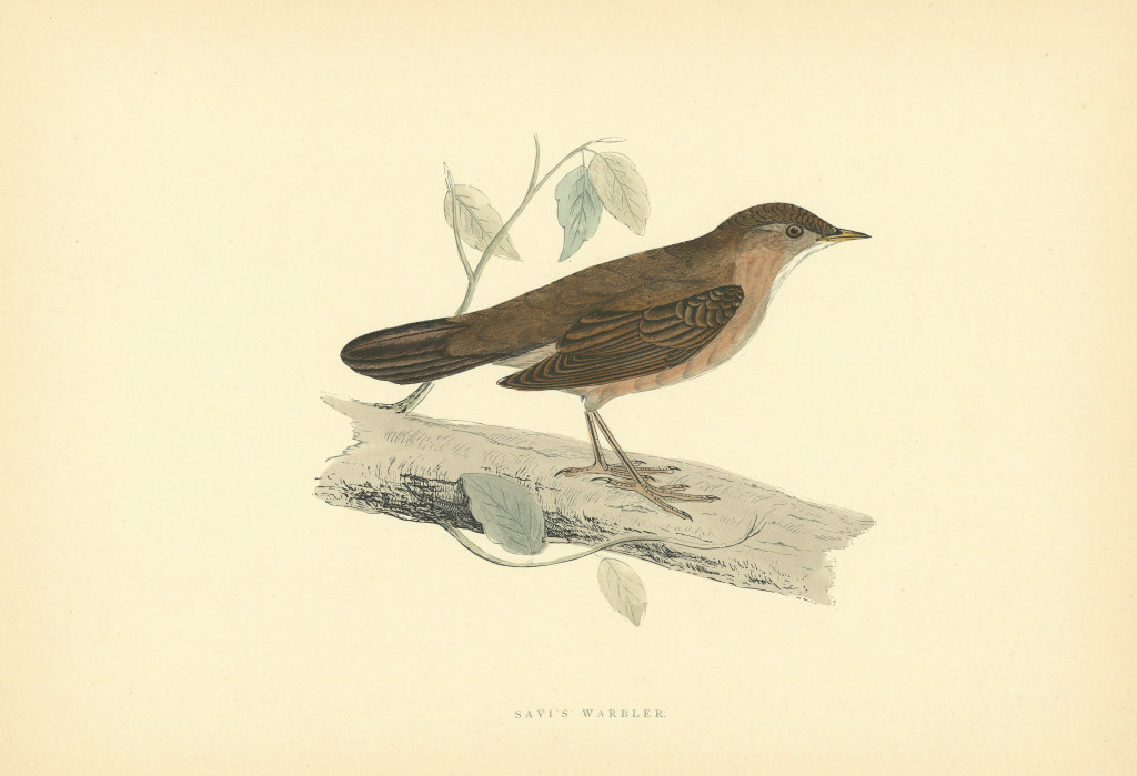 Associate Product Savi's Warbler. Morris's British Birds. Antique colour print 1903 old