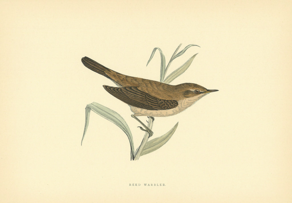 Associate Product Reed Warbler. Morris's British Birds. Antique colour print 1903 old