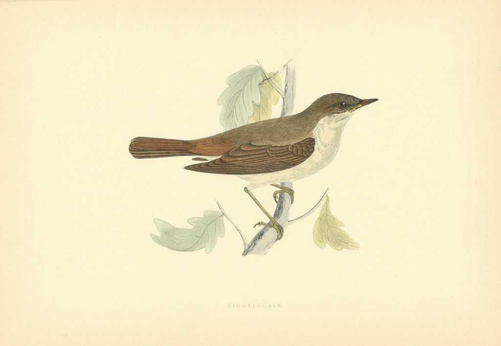 Associate Product Nightingale. Morris's British Birds. Antique colour print 1903 old