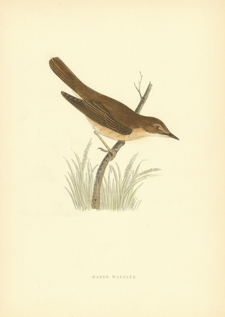 Marsh Warbler. Morris's British Birds. Antique colour print 1903 old