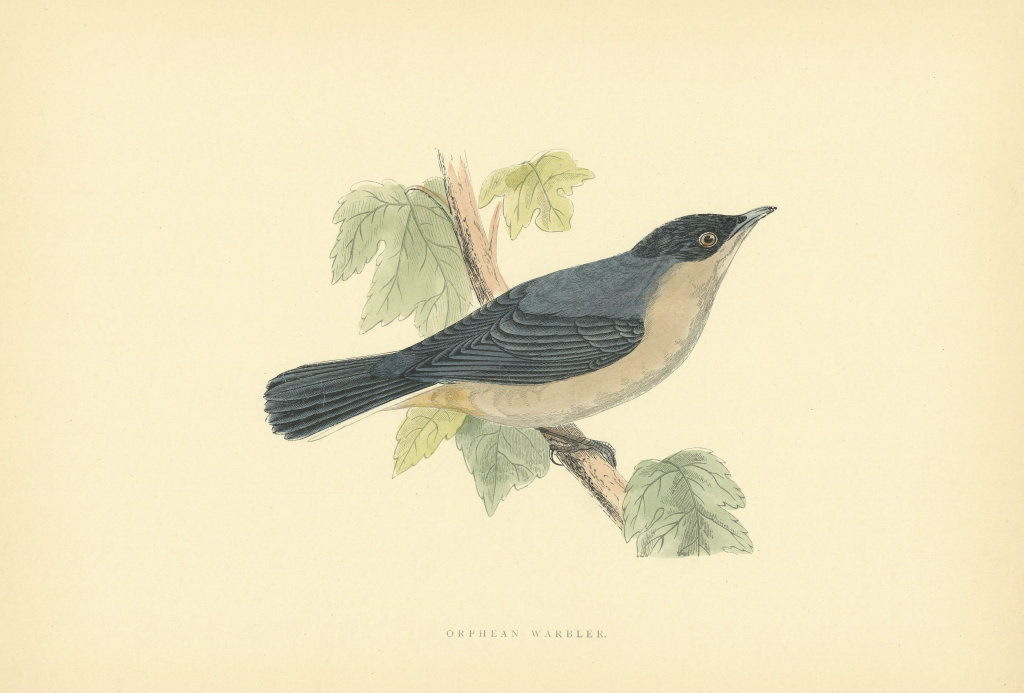 Orphean Warbler. Morris's British Birds. Antique colour print 1903 old