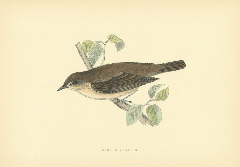 Associate Product Garden Warbler. Morris's British Birds. Antique colour print 1903 old