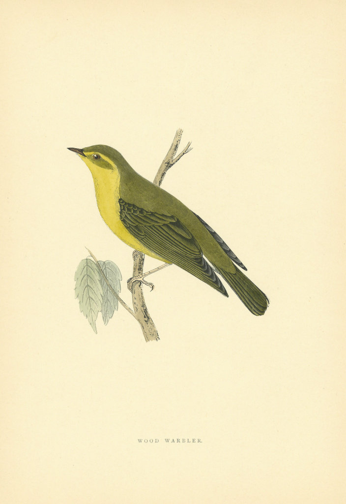 Associate Product Wood Warbler. Morris's British Birds. Antique colour print 1903 old