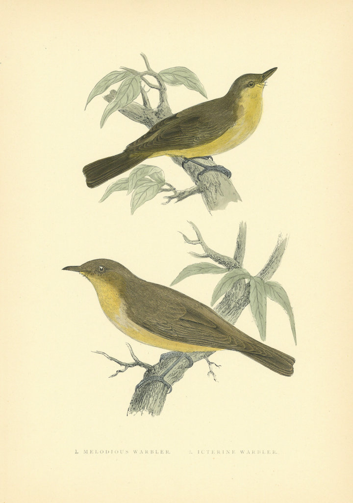 Associate Product Melodious & Icterine Warblers. Morris's British Birds. Antique colour print 1903