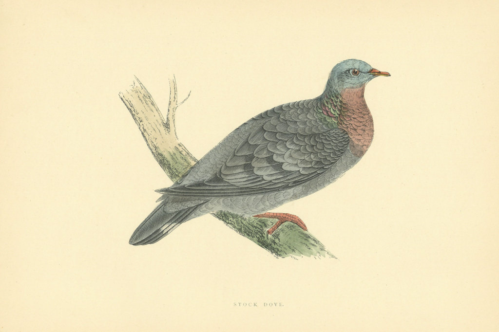 Associate Product Stock Dove. Morris's British Birds. Antique colour print 1903 old