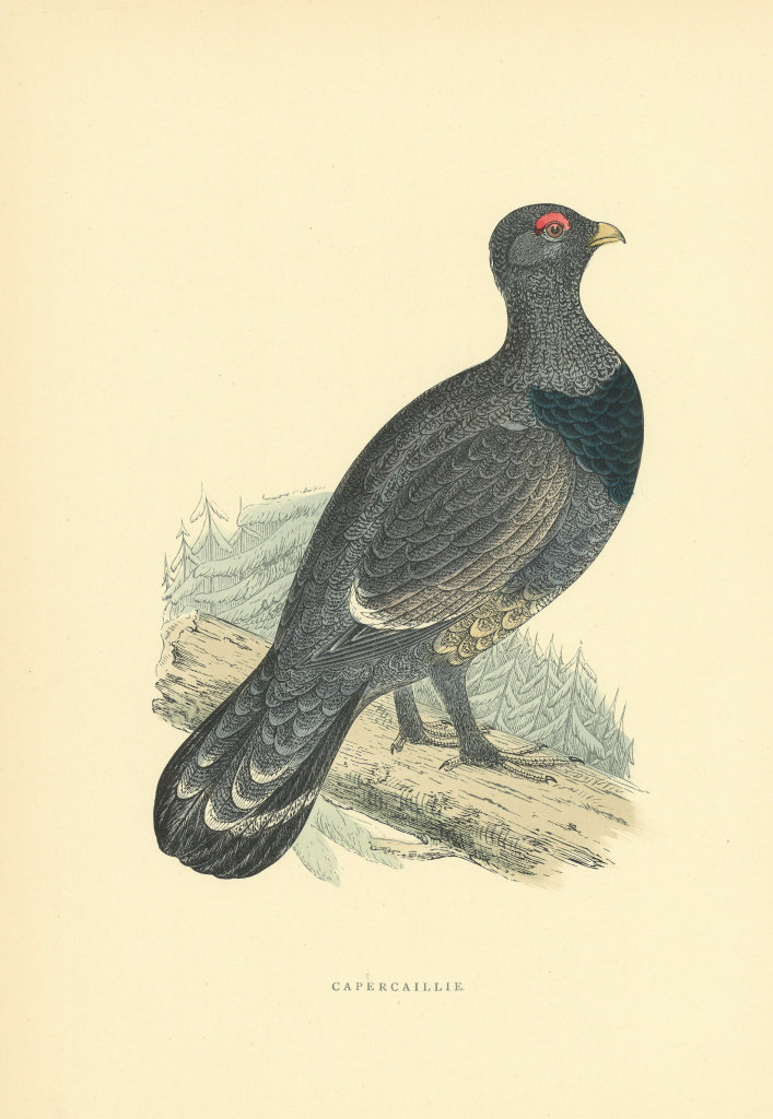 Capercaillie. Morris's British Birds. Antique colour print 1903 old