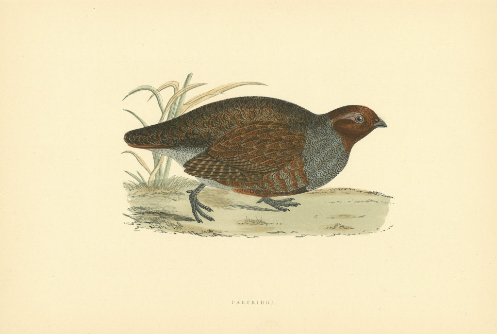 Partridge. Morris's British Birds. Antique colour print 1903 old