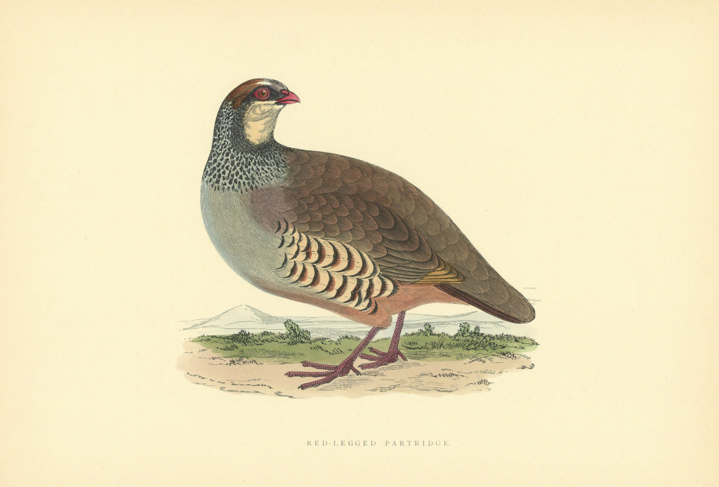 Red-Legged Partridge. Morris's British Birds. Antique colour print 1903