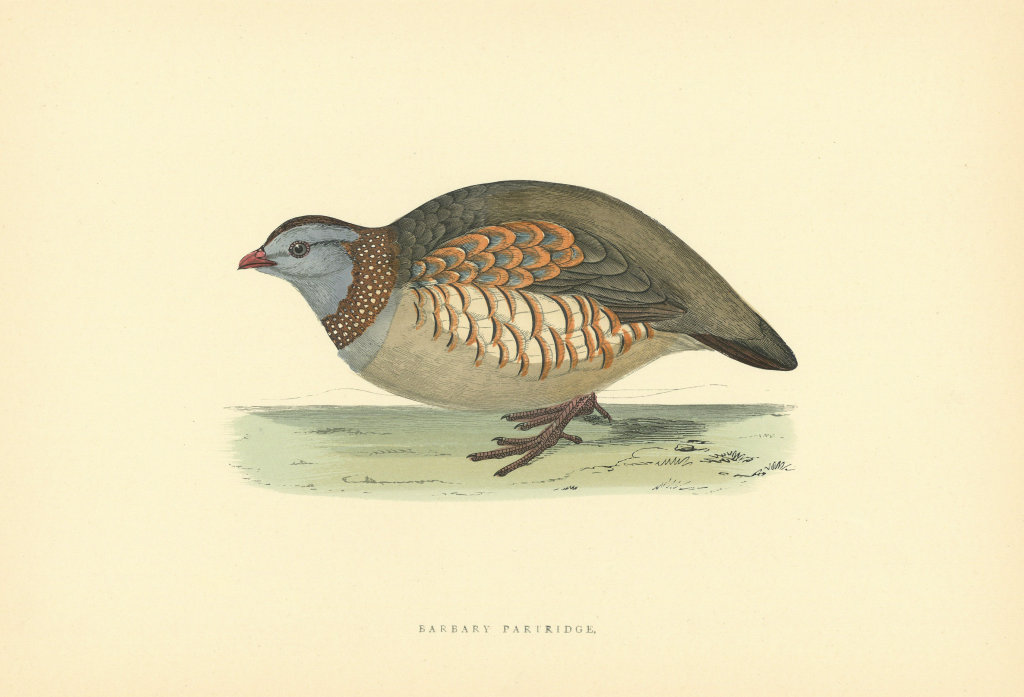 Associate Product Barbary Partridge. Morris's British Birds. Antique colour print 1903 old