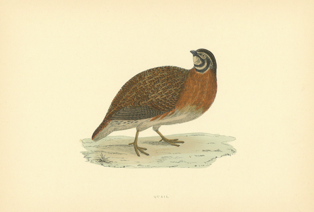 Associate Product Quail. Morris's British Birds. Antique colour print 1903 old