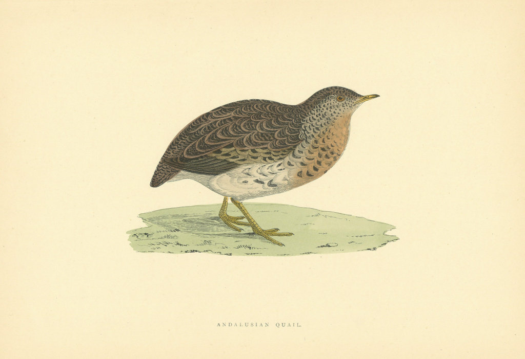 Associate Product Andalusian Quail. Morris's British Birds. Antique colour print 1903 old