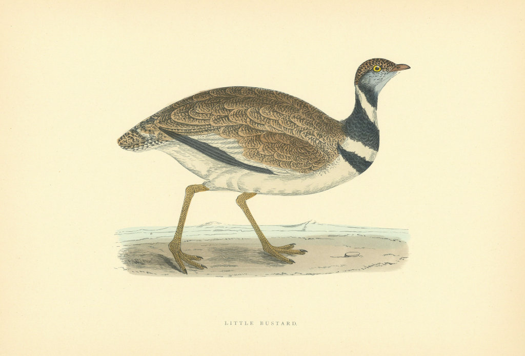 Little Bustard. Morris's British Birds. Antique colour print 1903 old