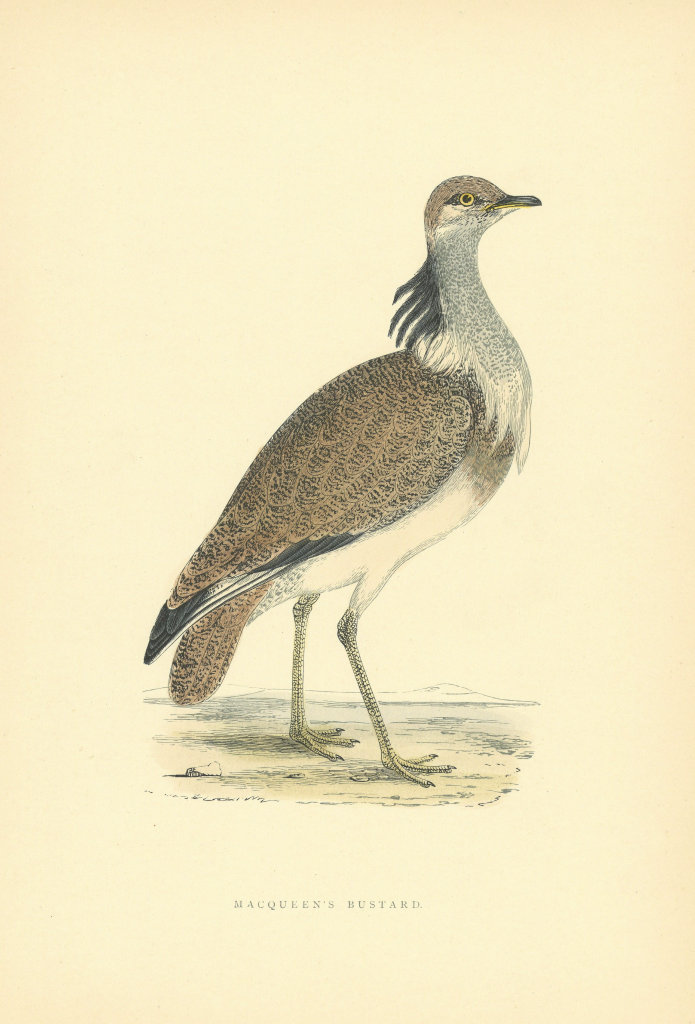 Associate Product Macqueen's Bustard. Morris's British Birds. Antique colour print 1903
