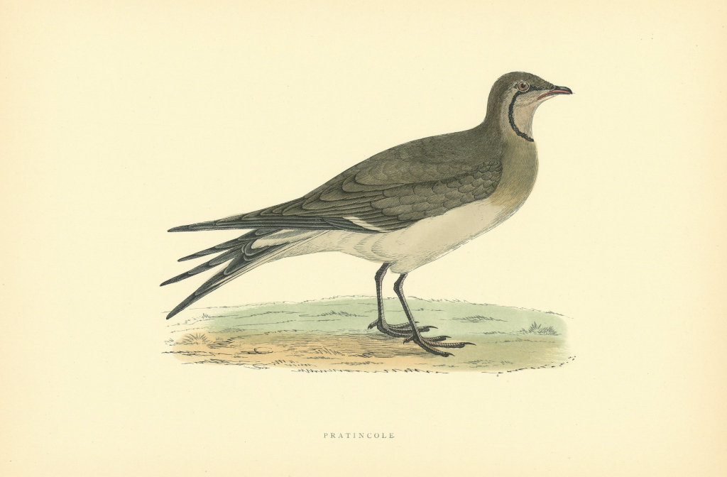 Associate Product Pratincole. Morris's British Birds. Antique colour print 1903 old