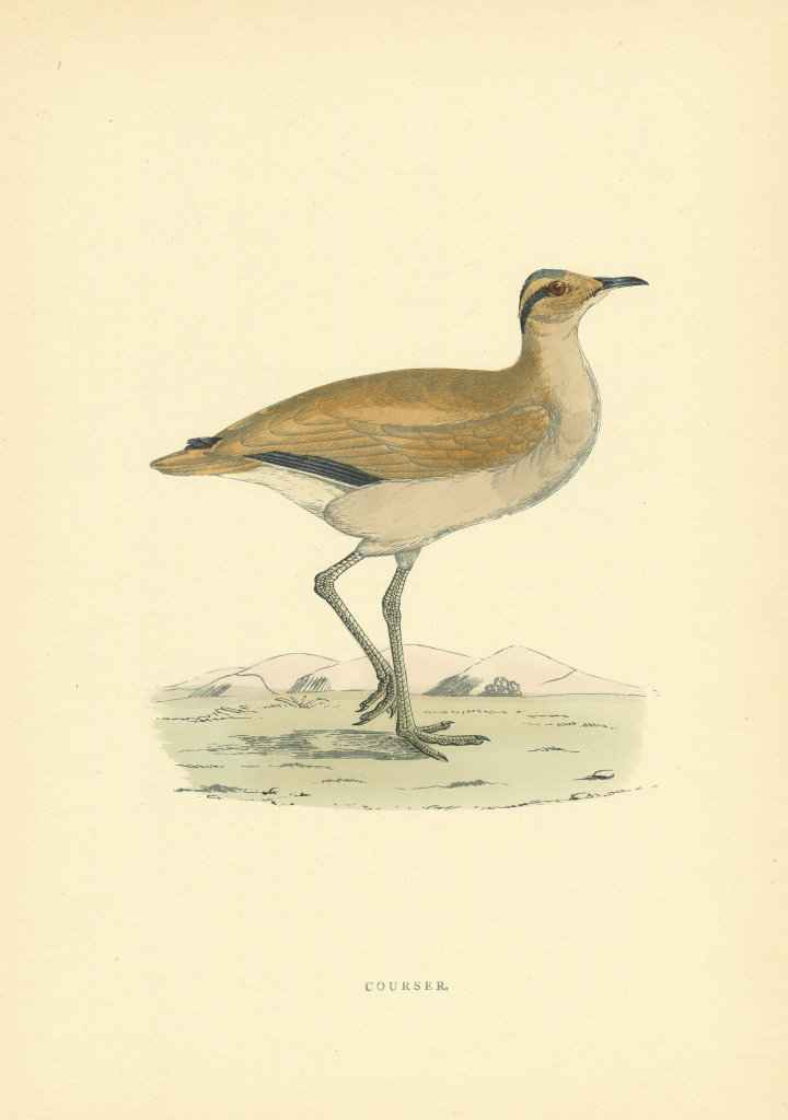 Courser. Morris's British Birds. Antique colour print 1903 old