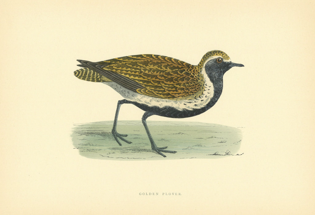 Golden Plover. Morris's British Birds. Antique colour print 1903