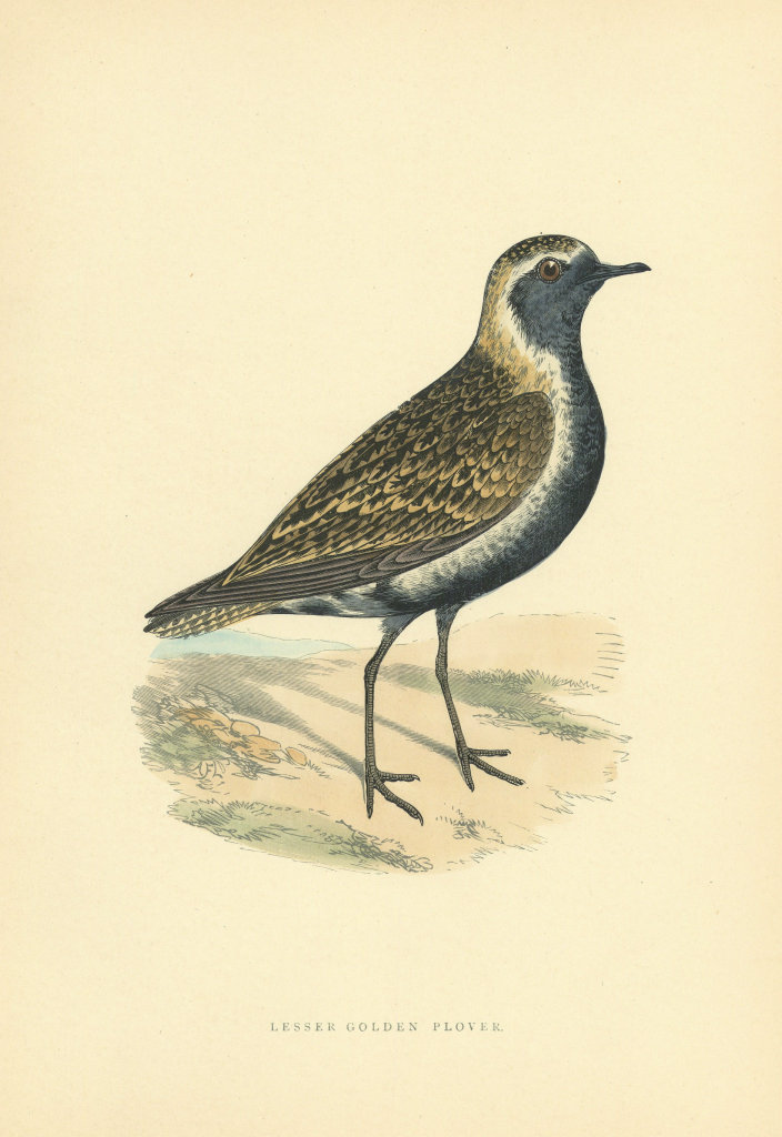 Associate Product Lesser Golden Plover. Morris's British Birds. Antique colour print 1903