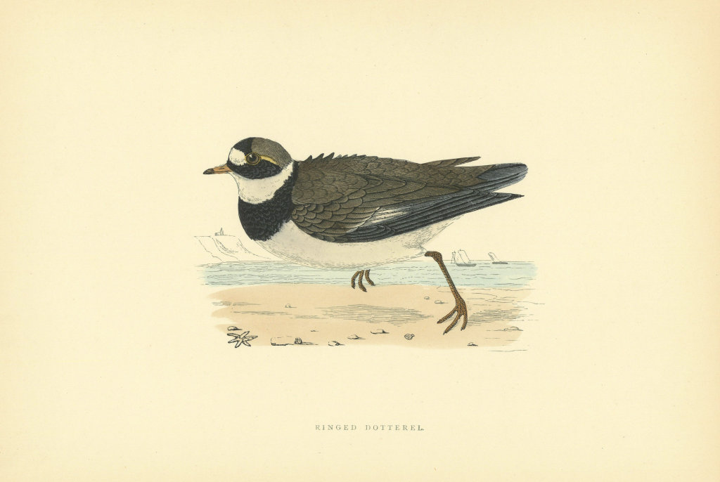 Associate Product Ringed Dotterel. Morris's British Birds. Antique colour print 1903 old