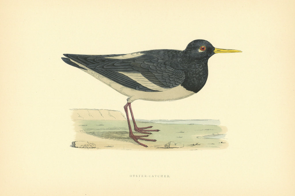 Associate Product Oyster-Catcher. Morris's British Birds. Antique colour print 1903 old