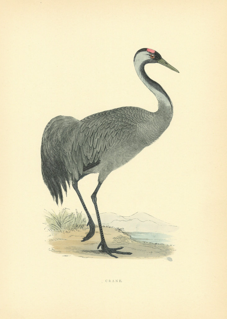 Associate Product Crane. Morris's British Birds. Antique colour print 1903 old