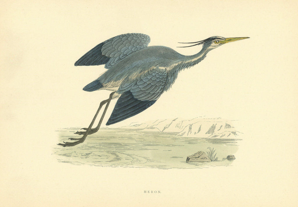 Associate Product Heron. Morris's British Birds. Antique colour print 1903 old