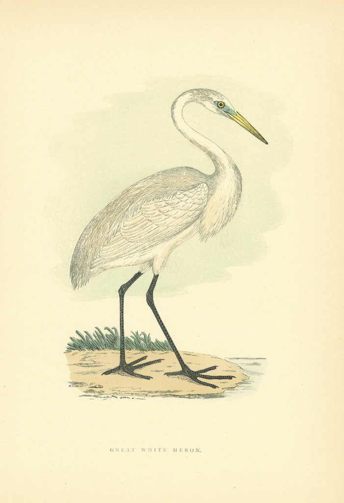 Associate Product Great White Heron. Morris's British Birds. Antique colour print 1903 old