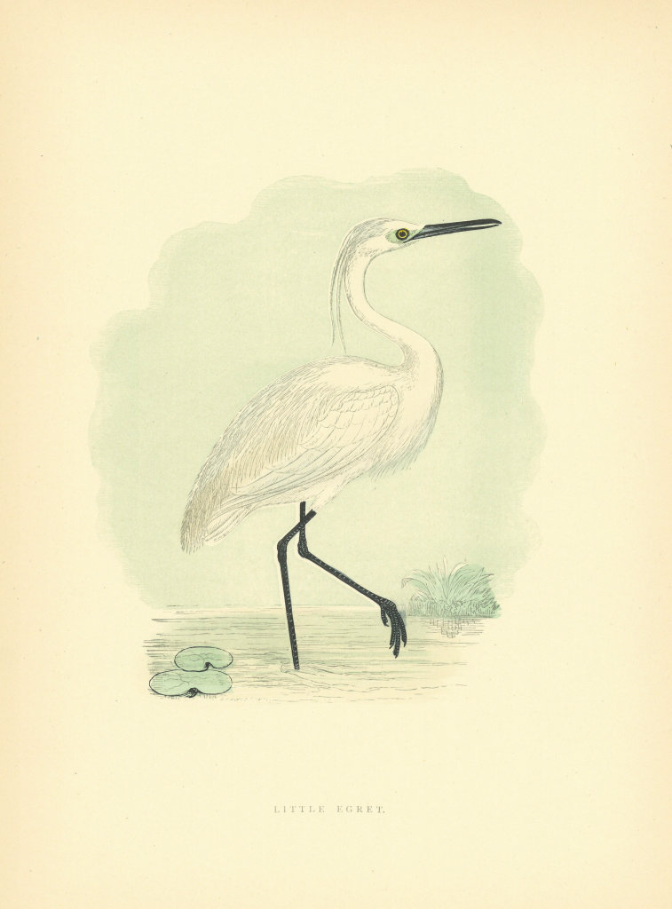 Associate Product Little Egret. Morris's British Birds. Antique colour print 1903 old