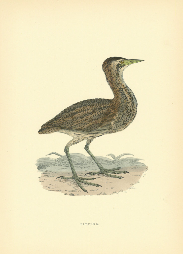 Associate Product Bittern. Morris's British Birds. Antique colour print 1903 old