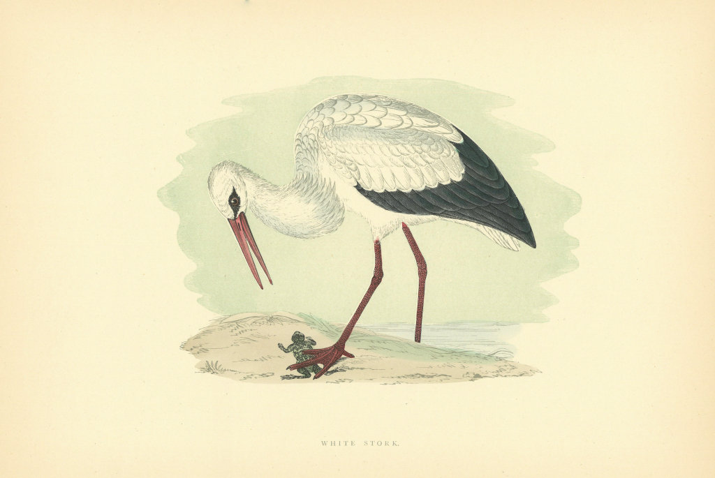 Associate Product White Stork. Morris's British Birds. Antique colour print 1903 old