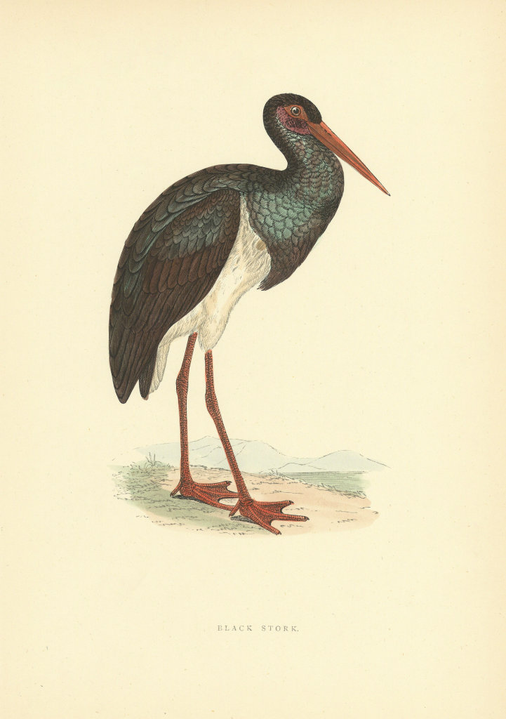 Associate Product Black Stork. Morris's British Birds. Antique colour print 1903 old