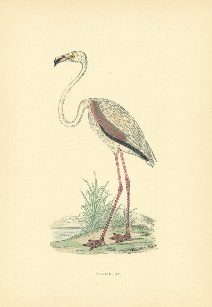 Flamingo. Morris's British Birds. Antique colour print 1903 old