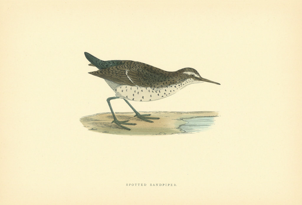 Spotted Sandpiper. Morris's British Birds. Antique colour print 1903 old