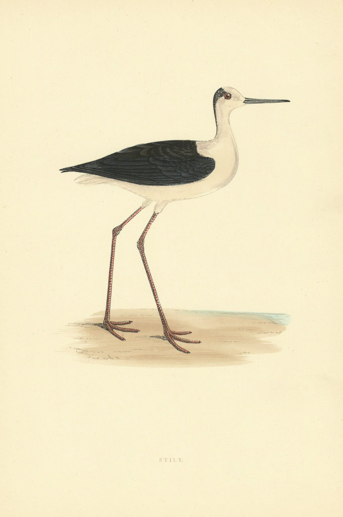 Stilt. Morris's British Birds. Antique colour print 1903 old