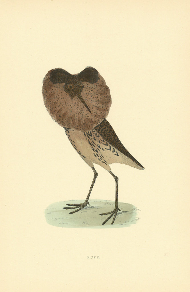 Associate Product Ruff. Morris's British Birds. Antique colour print 1903 old