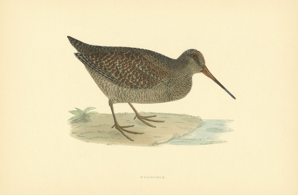 Associate Product Woodcock. Morris's British Birds. Antique colour print 1903 old