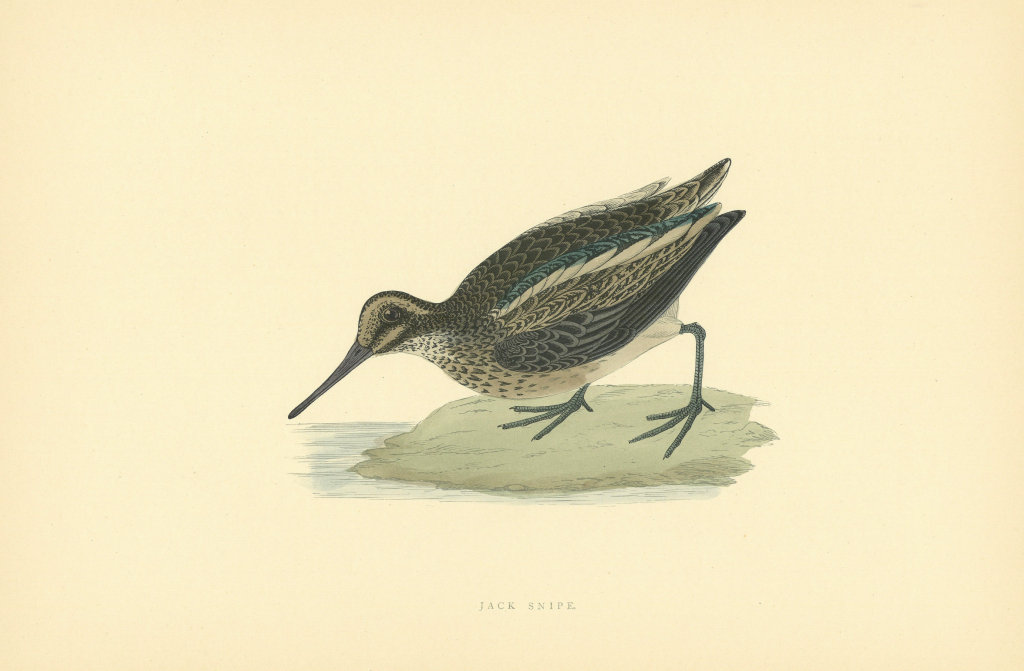 Associate Product Jack Snipe. Morris's British Birds. Antique colour print 1903 old