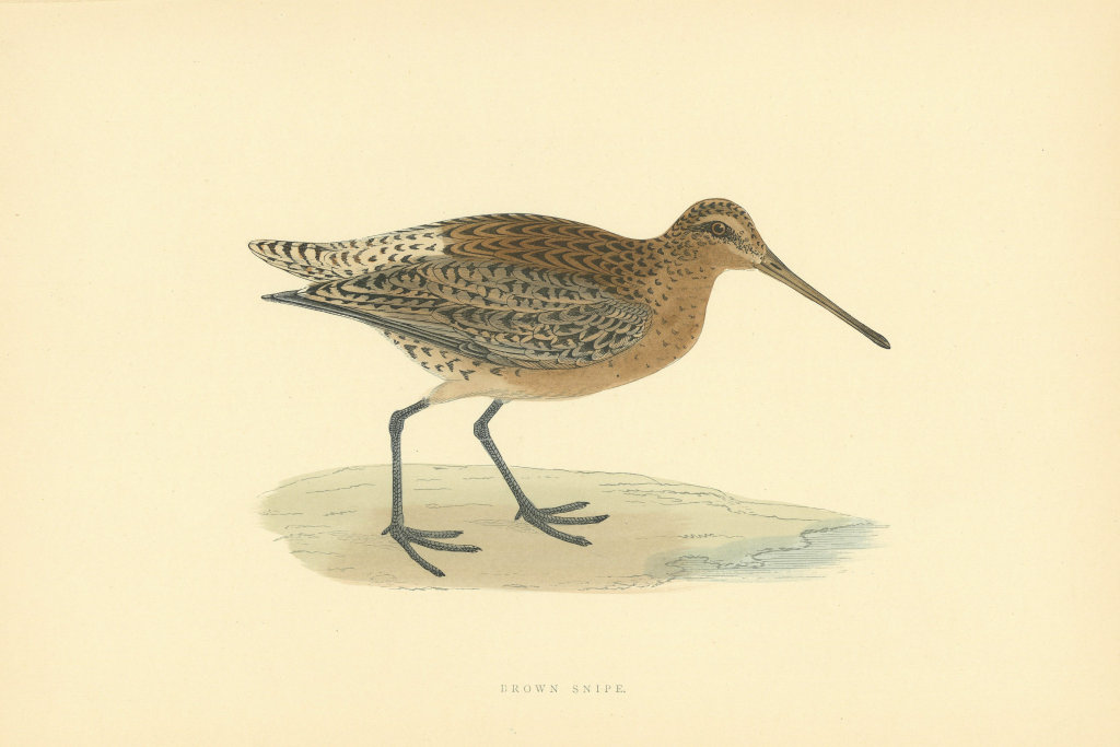 Associate Product Brown Snipe. Morris's British Birds. Antique colour print 1903 old