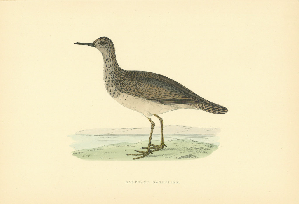 Associate Product Bartram's Sandpiper. Morris's British Birds. Antique colour print 1903
