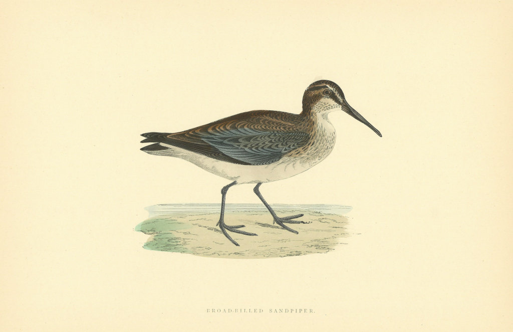 Associate Product Broad-billed Sandpiper. Morris's British Birds. Antique colour print 1903
