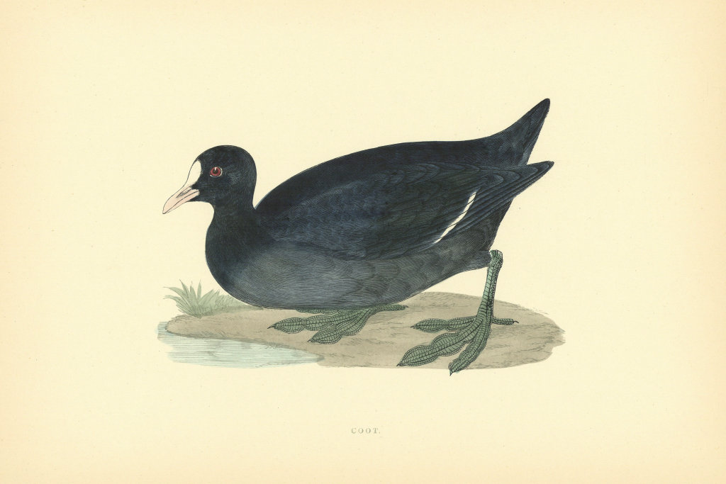 Associate Product Coot. Morris's British Birds. Antique colour print 1903 old