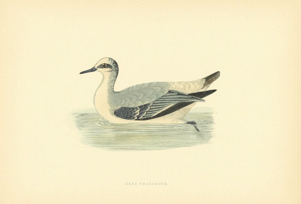 Associate Product Grey Phalarope. Morris's British Birds. Antique colour print 1903 old