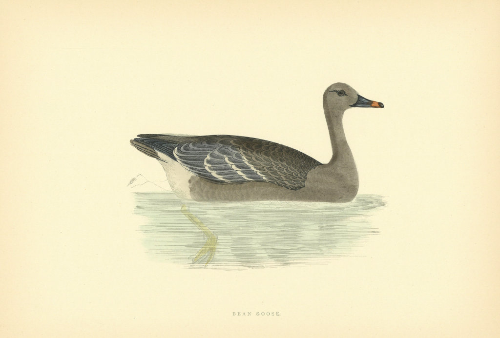 Associate Product Bean Goose. Morris's British Birds. Antique colour print 1903 old