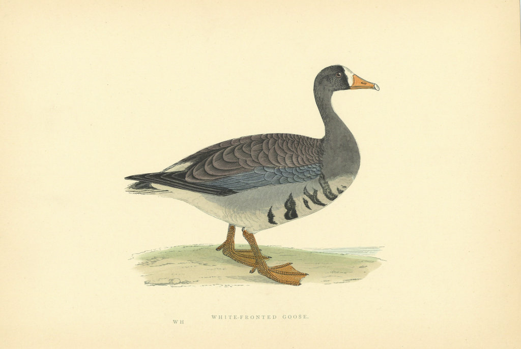 White-Fronted Goose. Morris's British Birds. Antique colour print 1903