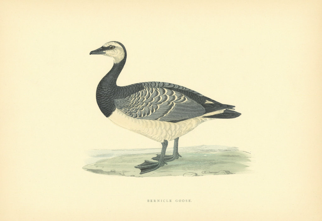 Associate Product Bernicle Goose. Morris's British Birds. Antique colour print 1903 old