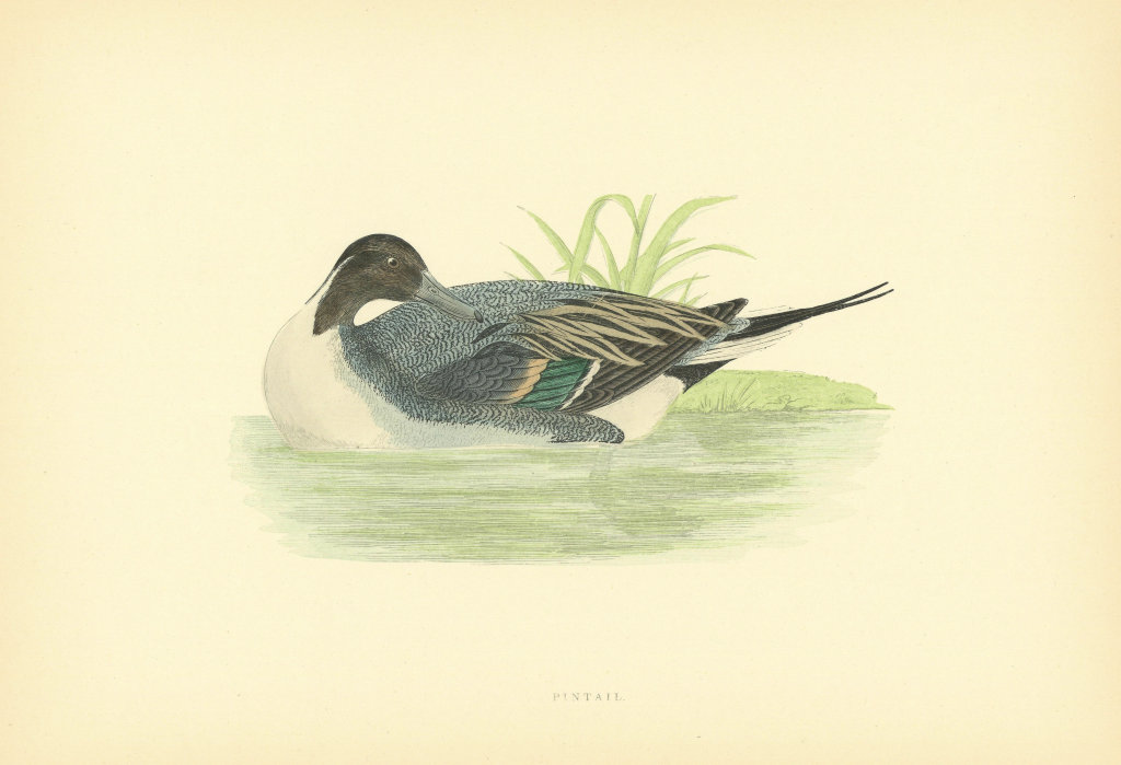 Associate Product Pintail. Morris's British Birds. Antique colour print 1903 old