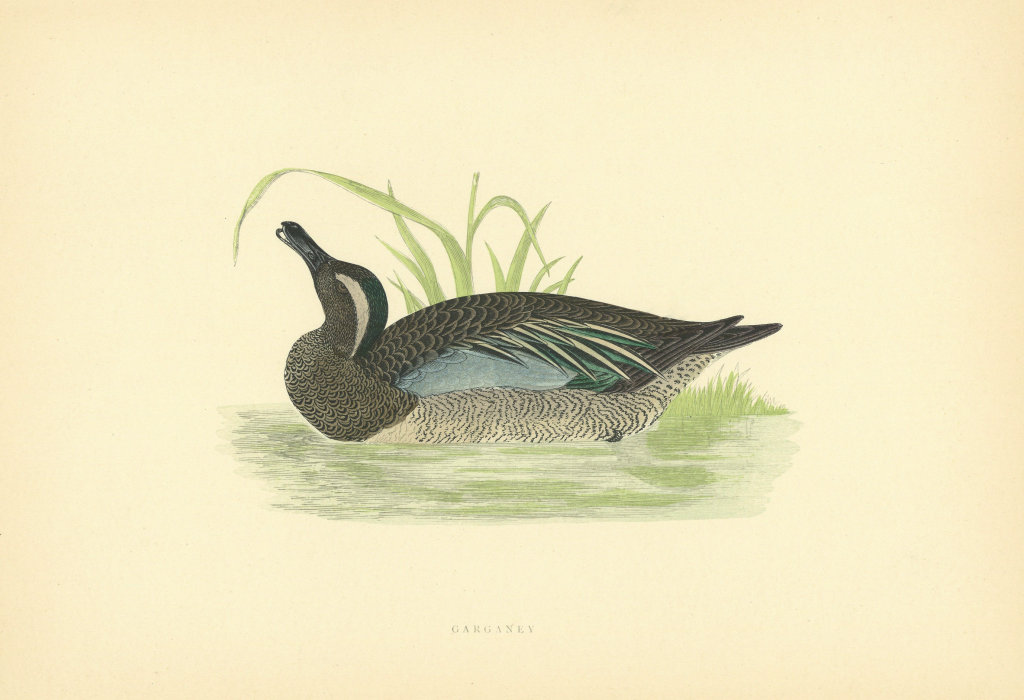 Garganey. Morris's British Birds. Antique colour print 1903 old