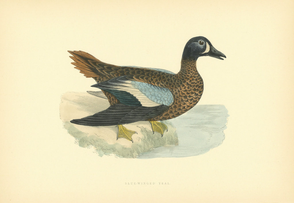 Associate Product Blue-winged Teal. Morris's British Birds. Antique colour print 1903 old