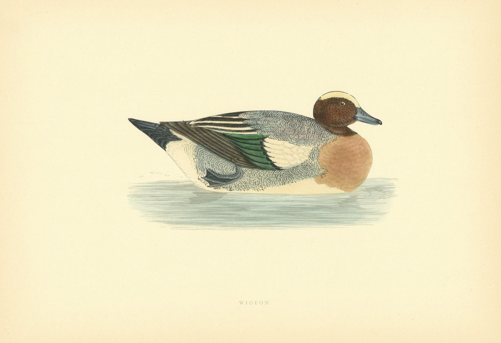 Associate Product Wigeon. Morris's British Birds. Antique colour print 1903 old