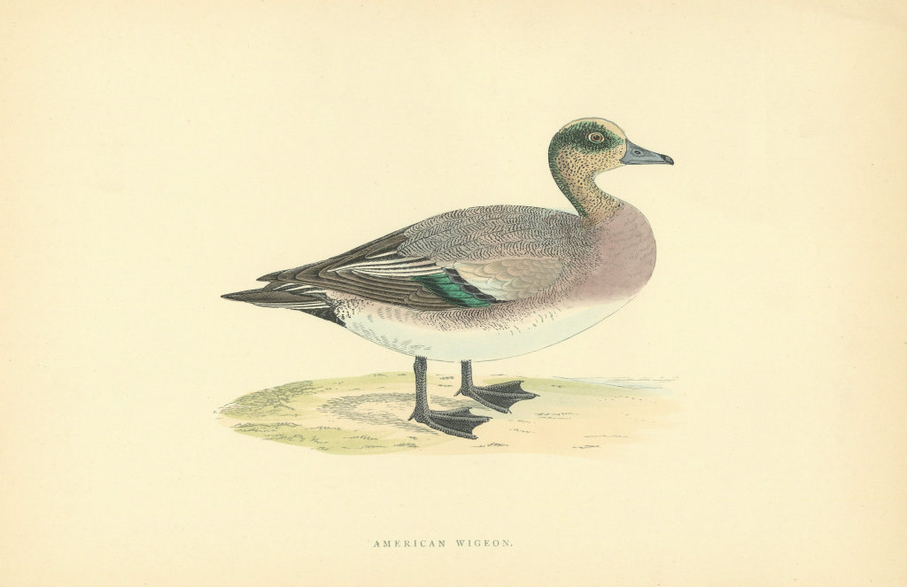 Associate Product American Wigeon. Morris's British Birds. Antique colour print 1903 old