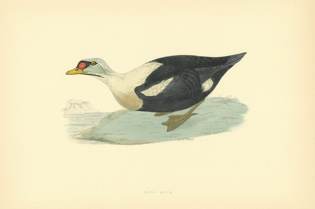 King Duck. Morris's British Birds. Antique colour print 1903 old